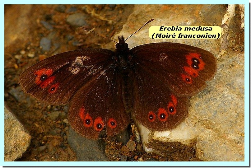 Erebia medusa1a _Moire franconien_.jpg