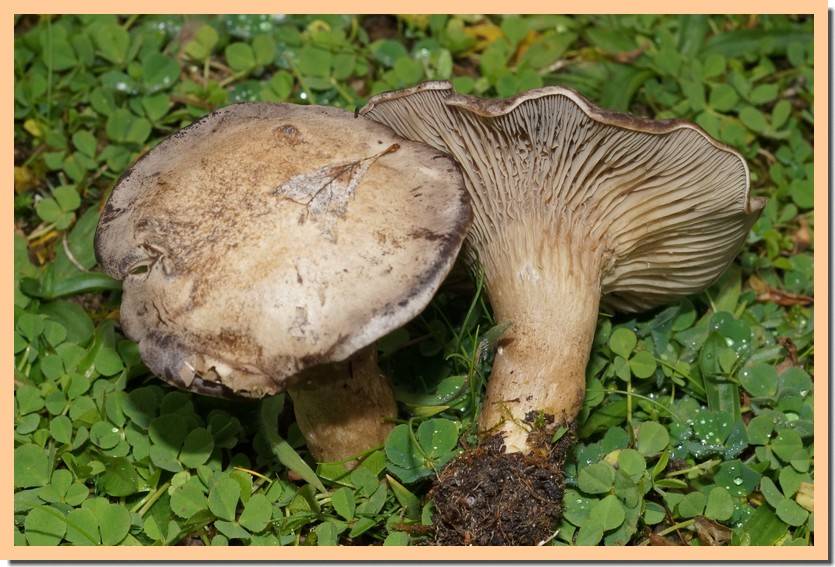 Clitocella popinalis 22.jpg