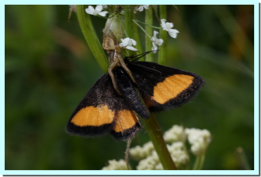 psodos quadrifaria.jpg