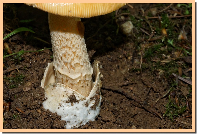 amanita crocea 23.jpg