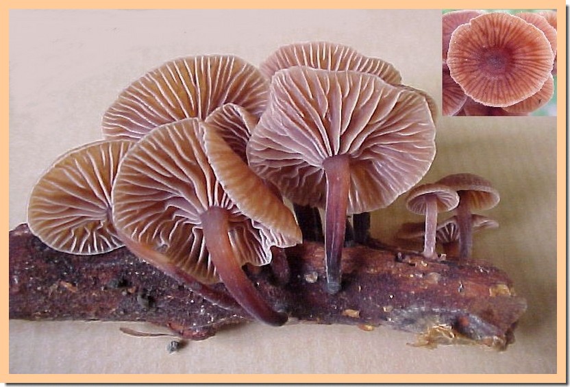 gymnopus foetidus.jpg