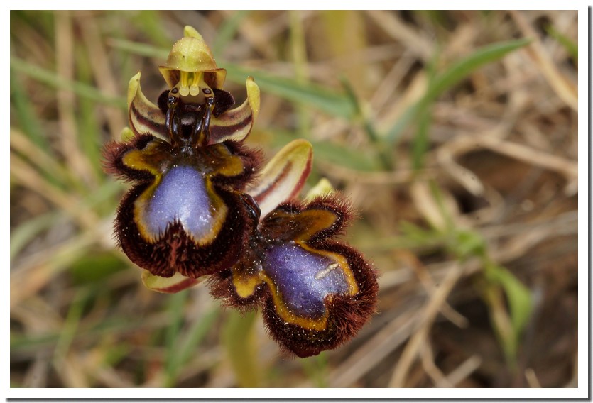 Ophrys ciliata 22 5.jpg