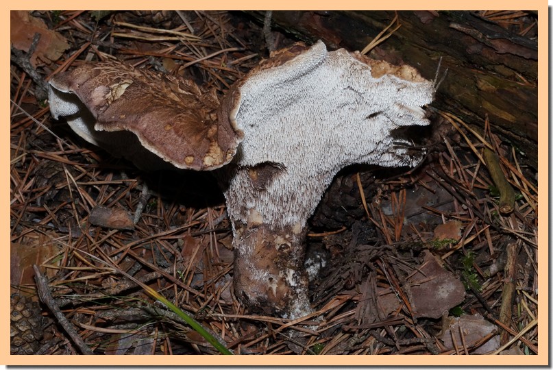 sarcodon squamosus 15.jpg