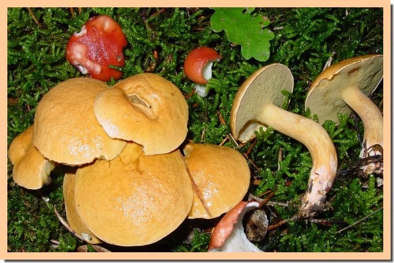 suillus bovinus.jpg