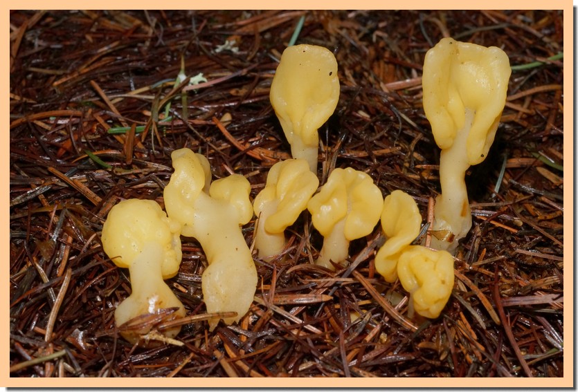 spathularia flavida 22 1.jpg