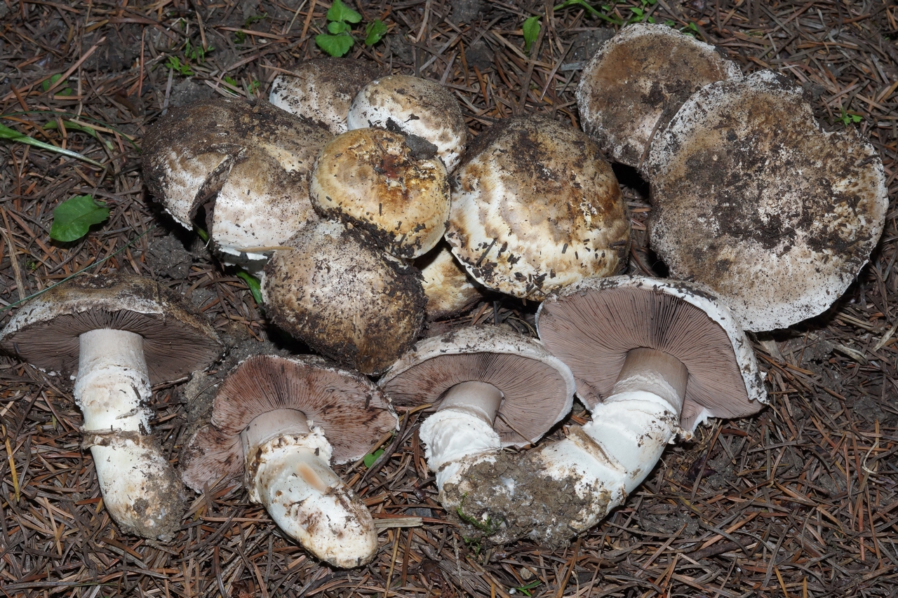 agaricus bohusii 25 _2_.JPG