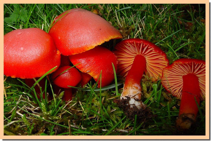 hygrocybe coccinea.jpg