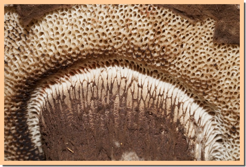 strobilomyces strobilaceus 21.jpg