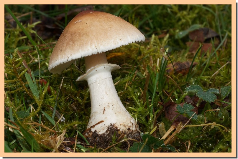 macrolepiota excoriata 185.jpg