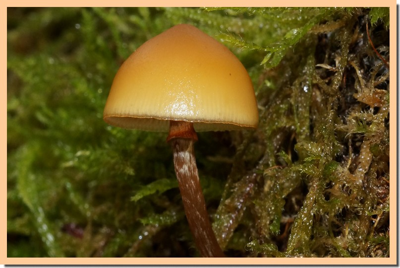 galerina marginata 18.jpg