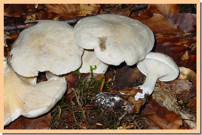 clitopilus prunulus.jpg