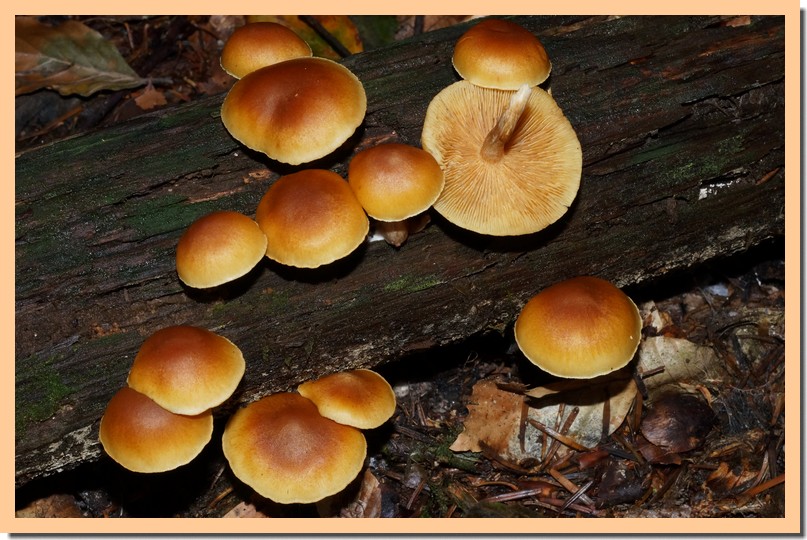 gymnopilus penetrans 16.jpg