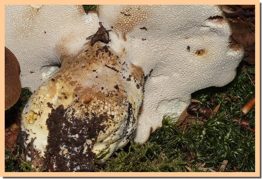 albatrellus pes-caprae pores.jpg