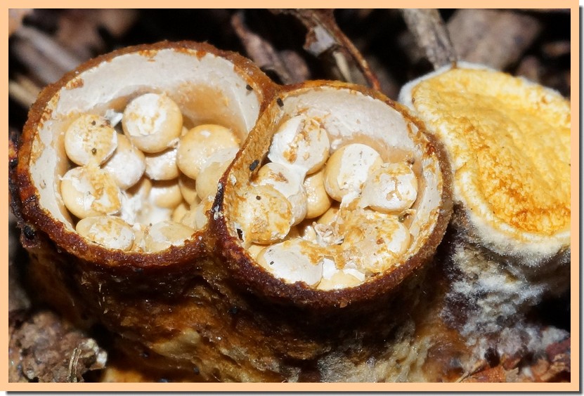 crucibulum crucibuliforme.jpg