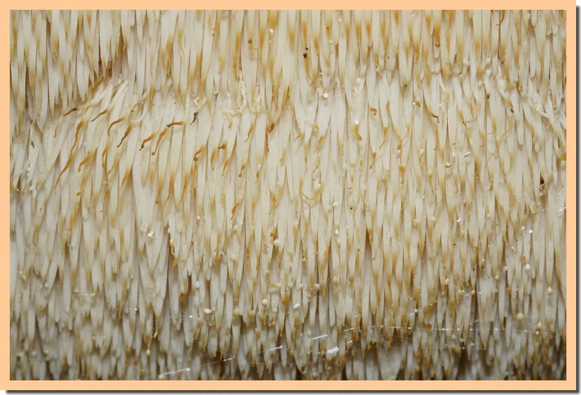 hericium erinaceus 23 1.jpg