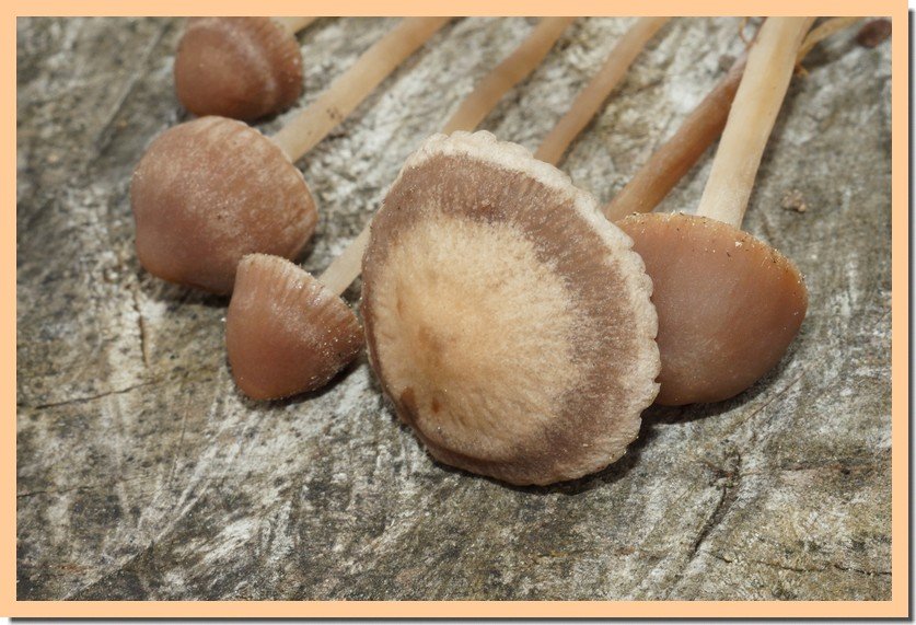 panaeolus foenisecii 25.jpg