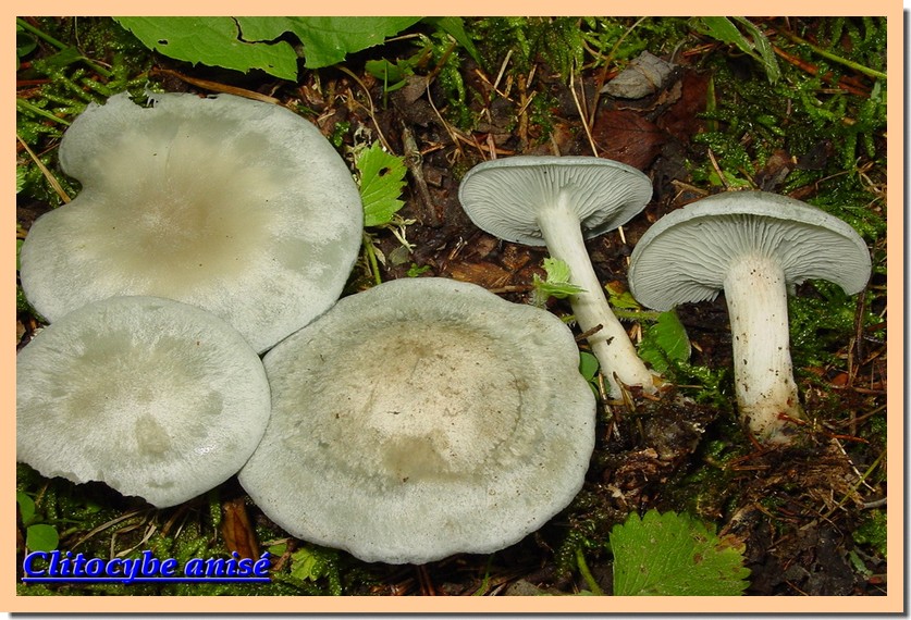 clitocybe odora.jpg