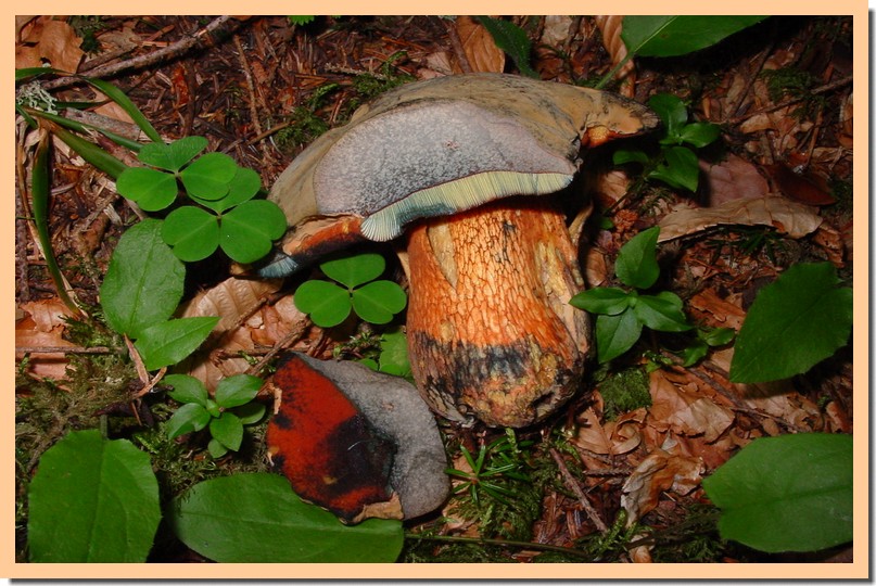 boletus luridus21.jpg