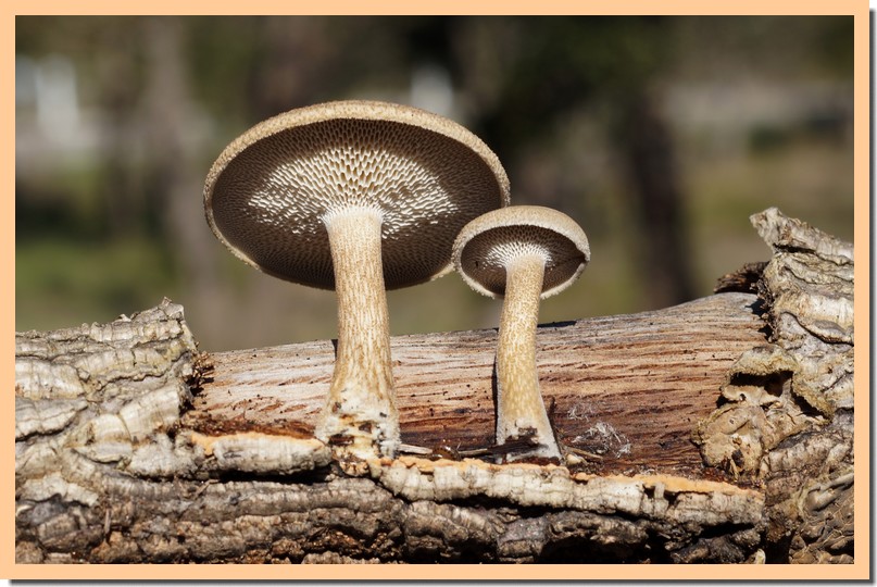 polyporus arcularius.jpg