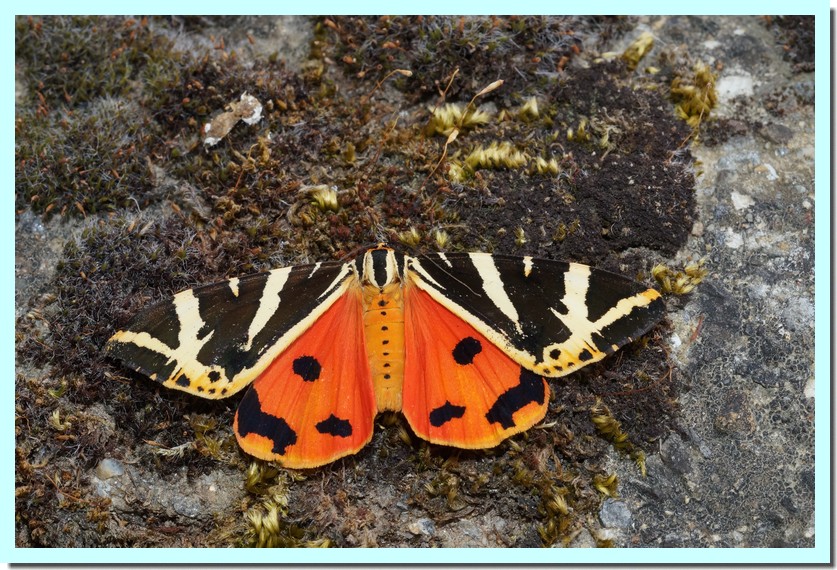 écaille chinée.jpg