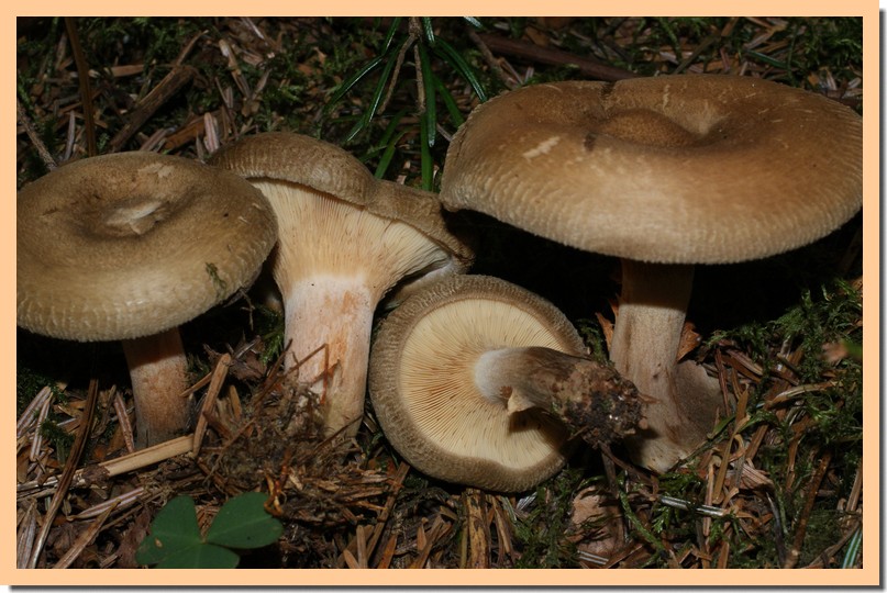 paxillus involutus2.jpg