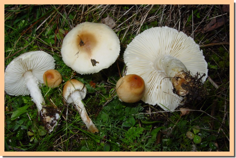 lepiota oreadiformis.jpg