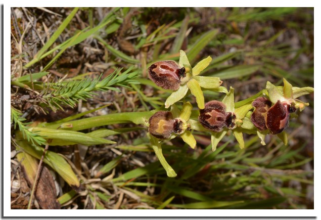 ophrys occidentalis 23.jpg