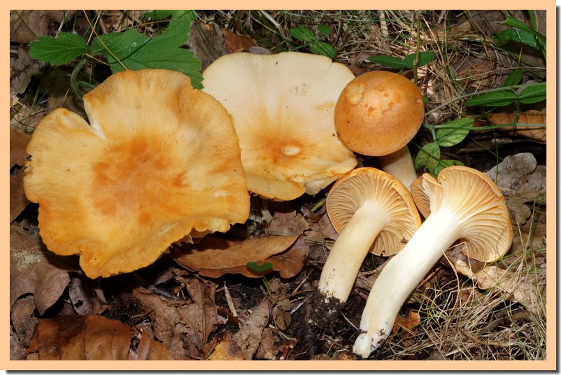 hygrophorus nemoreus 14.jpg