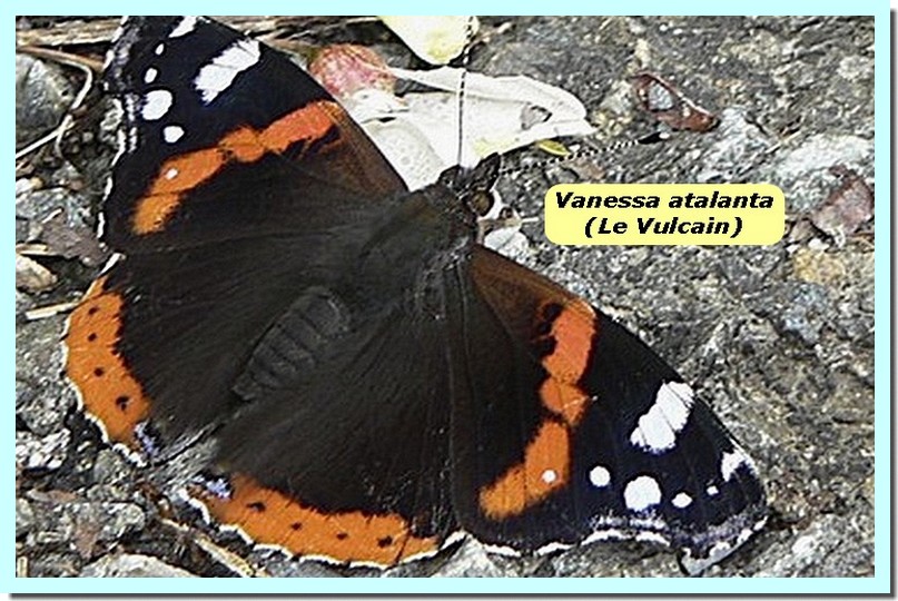 Vanessa atalanta1a _Vulcain_.jpg