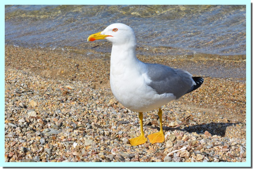 goéland leucophée.jpg