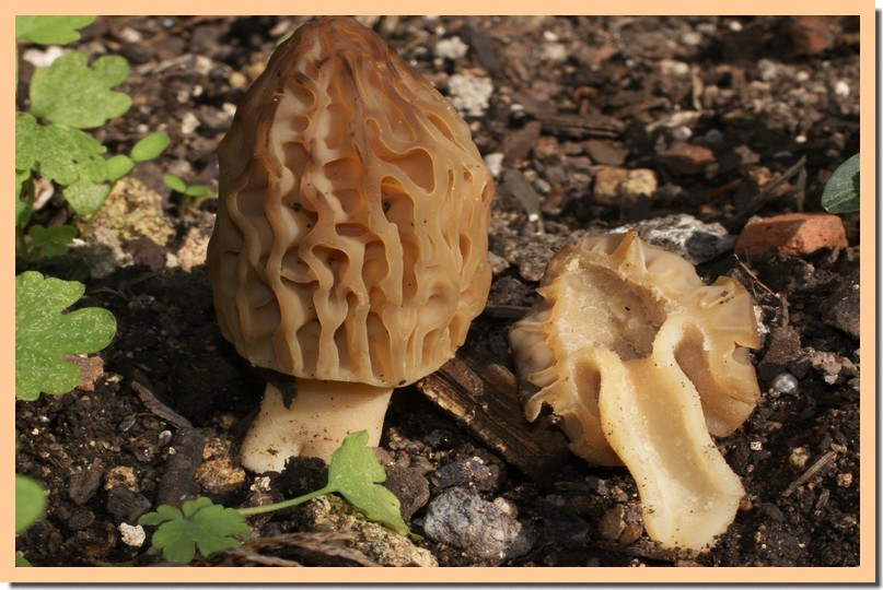 mitrophora semilibera2.jpg