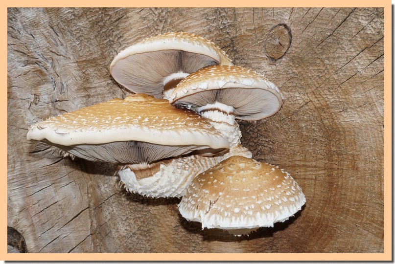 hemipholiota populnea 15.jpg