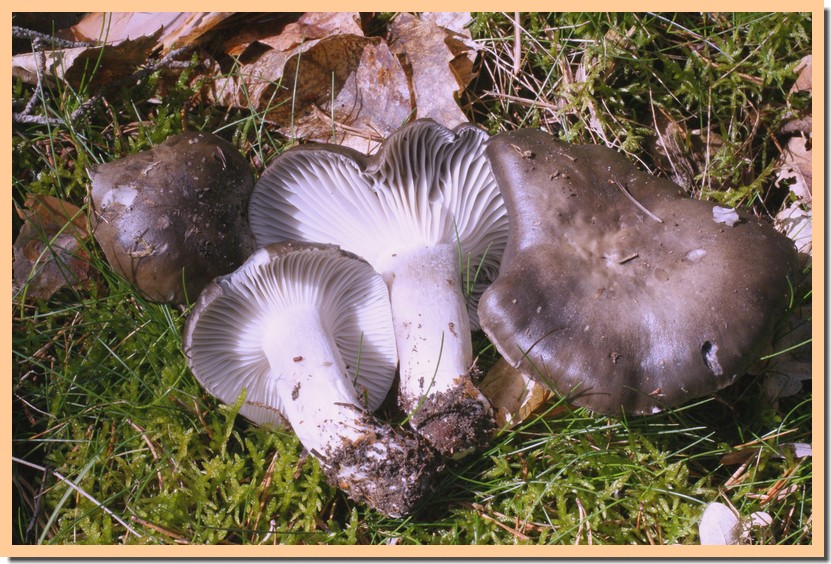 hygrophorus marzuolus 20.jpg