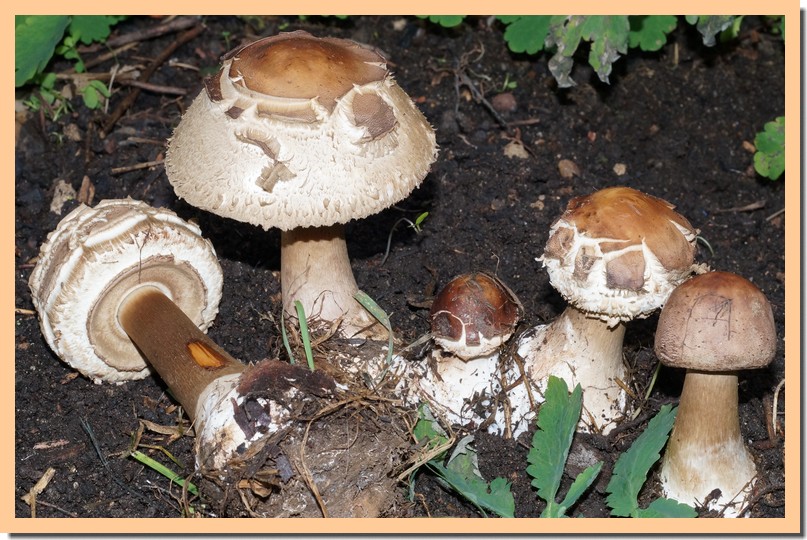 macrolepiota venenata 14.jpg