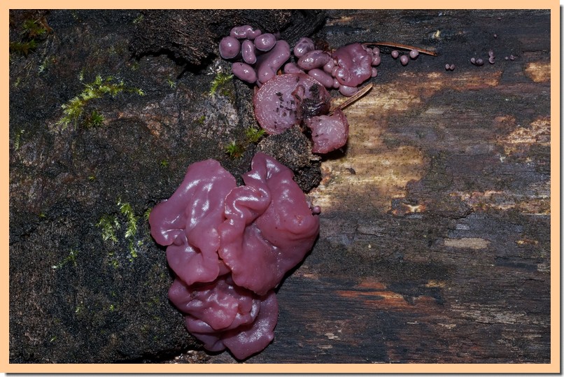 ascocoryne  sarcoïde 15.jpg