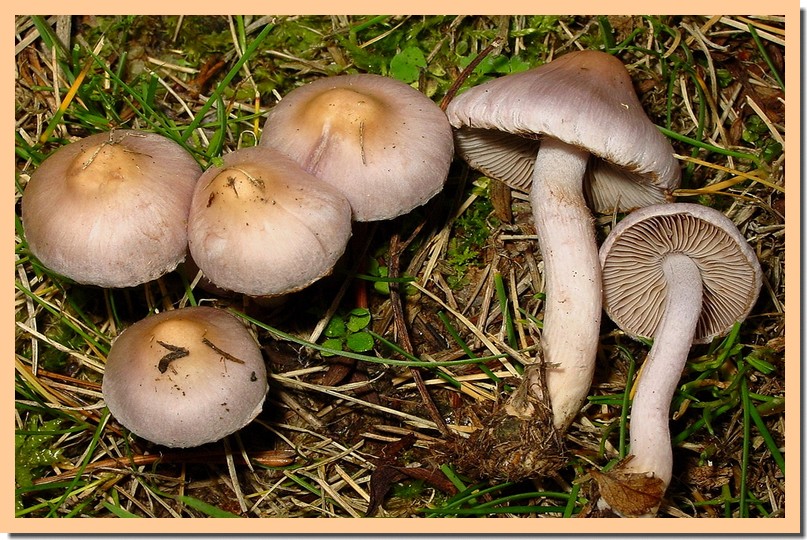 inocybe geophylla var. lilacina.jpg