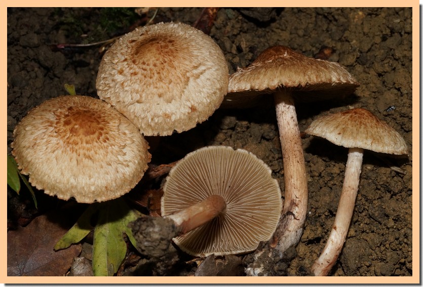 inocybe bongardii 22.jpg