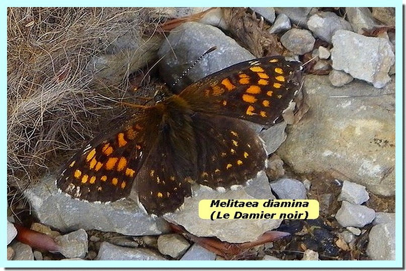 Melitaea diamina1 _Damier noir_.jpg