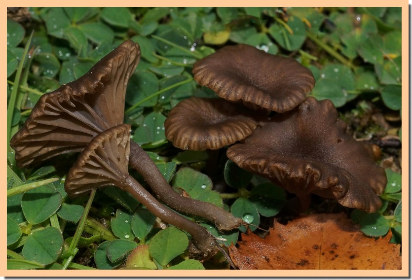 omphalina obsurata 22.jpg