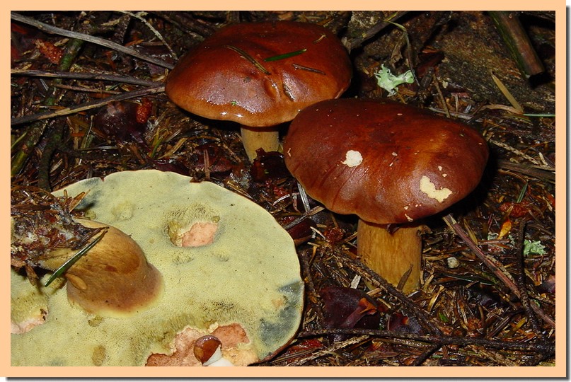 xerocomus badius.jpg