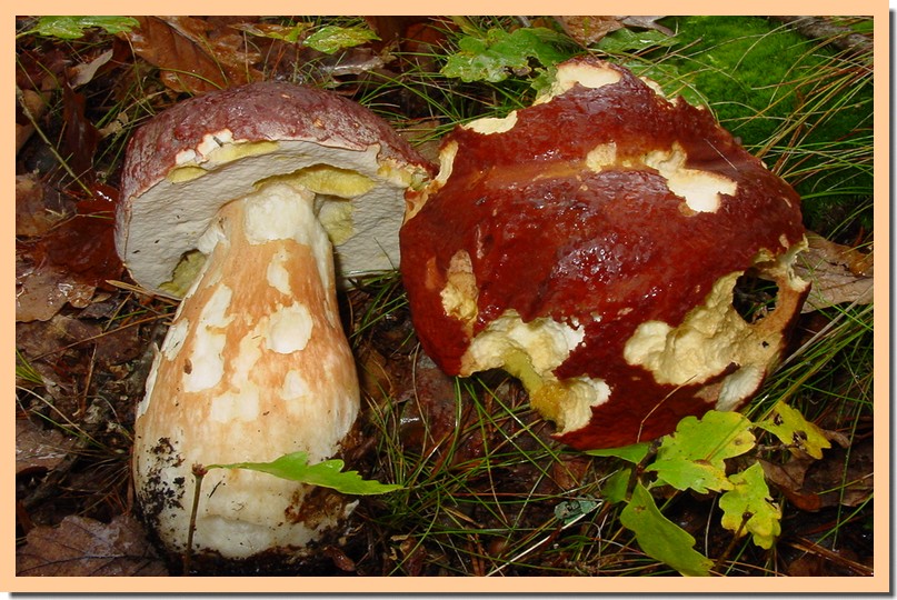 boletus pinophilus.jpg