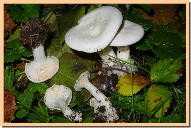 leucopaxillus rhodoleucus.jpg