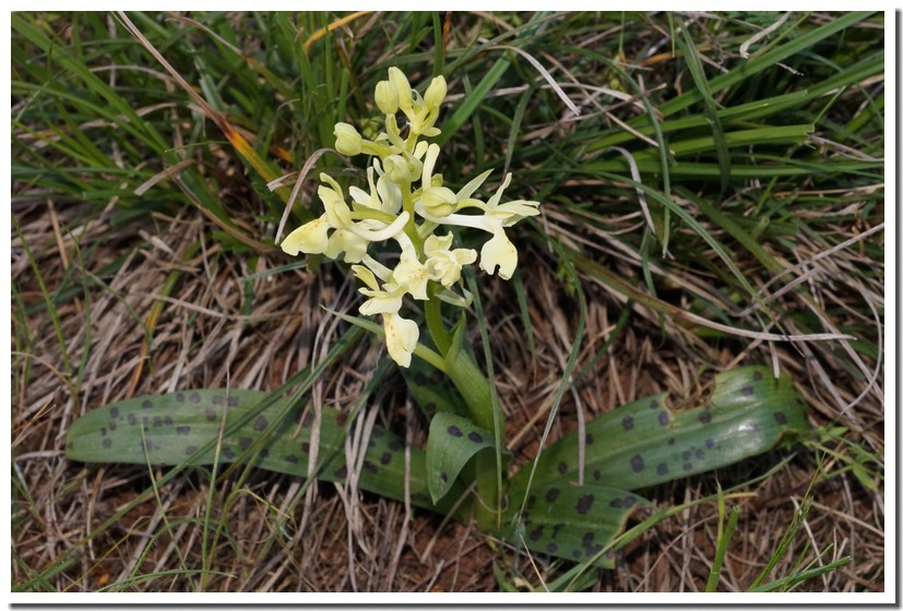 orchis provincialis.jpg