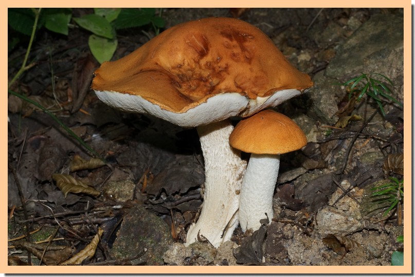 leccinum albostipitatum 141.jpg