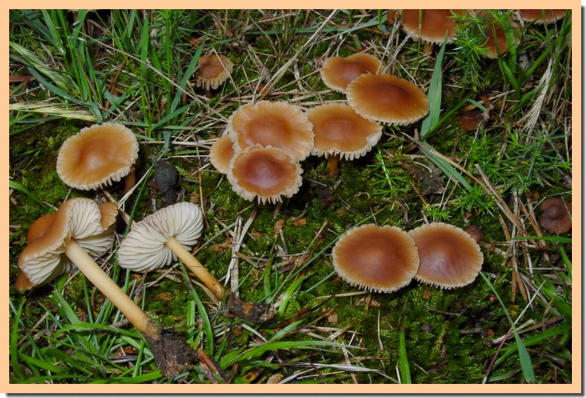 marasmius oreades10.jpg