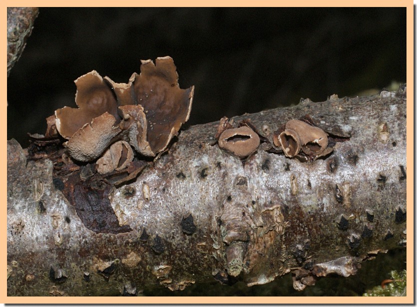 encoelia furfuracea.jpg