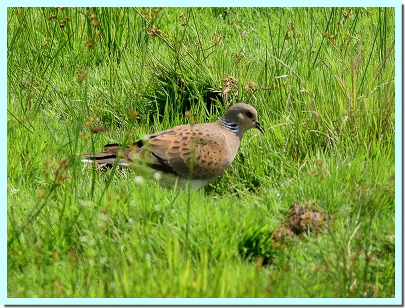tourterelle des bois.jpg