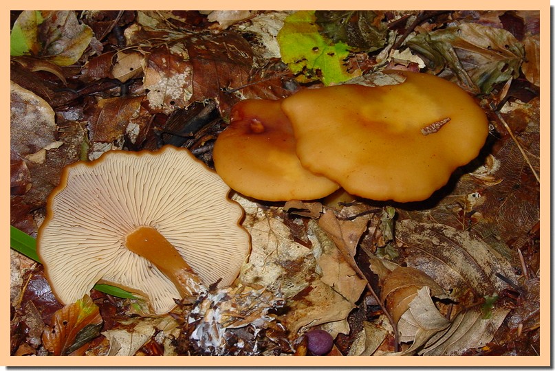 rhodocybe nitellina.jpg
