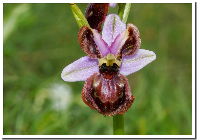 Ophrys aveyronensis lusus 18.jpg