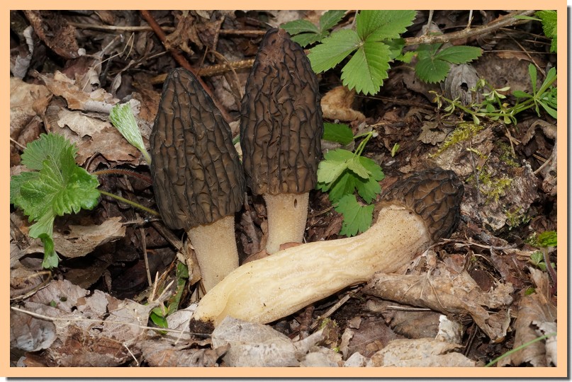 morchella elata 18.jpg